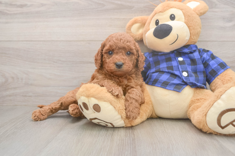 Popular Mini Goldendoodle Poodle Mix Pup