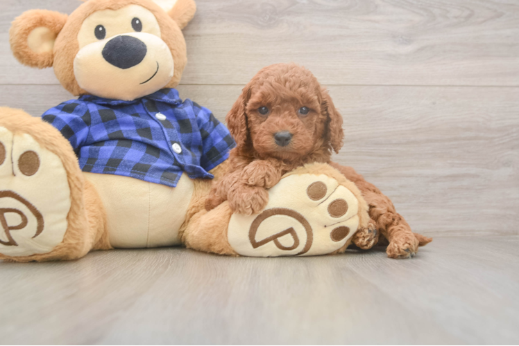 Small Mini Goldendoodle Baby