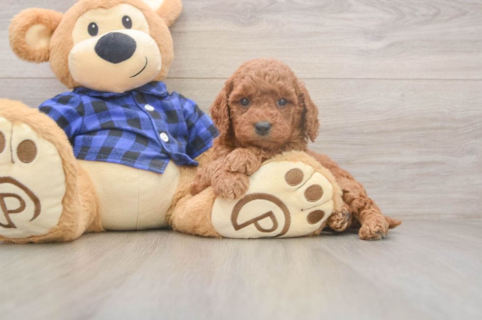 6 week old Mini Goldendoodle Puppy For Sale - Seaside Pups