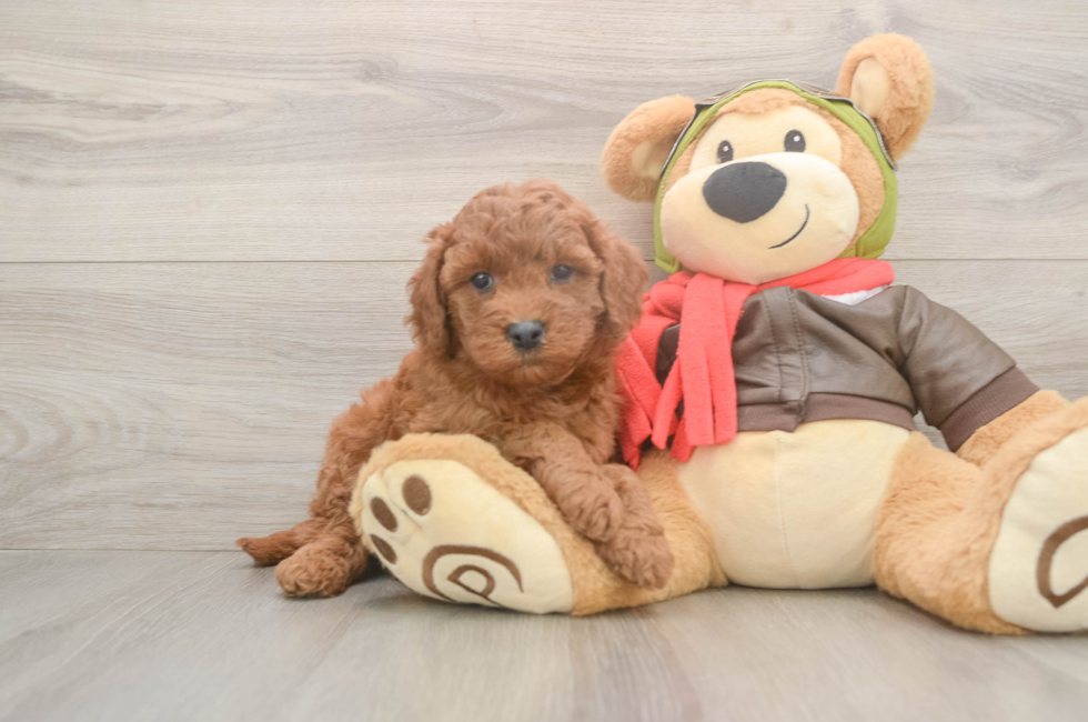 5 week old Mini Goldendoodle Puppy For Sale - Seaside Pups