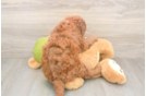 Mini Goldendoodle Puppy for Adoption