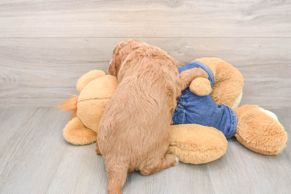 Mini Goldendoodle Pup Being Cute