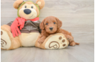 Mini Goldendoodle Puppy for Adoption