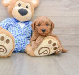 7 week old Mini Goldendoodle Puppy For Sale - Seaside Pups