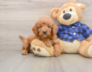 8 week old Mini Goldendoodle Puppy For Sale - Seaside Pups