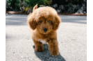 Cute Mini Goldendoodle Poodle Mix Pup