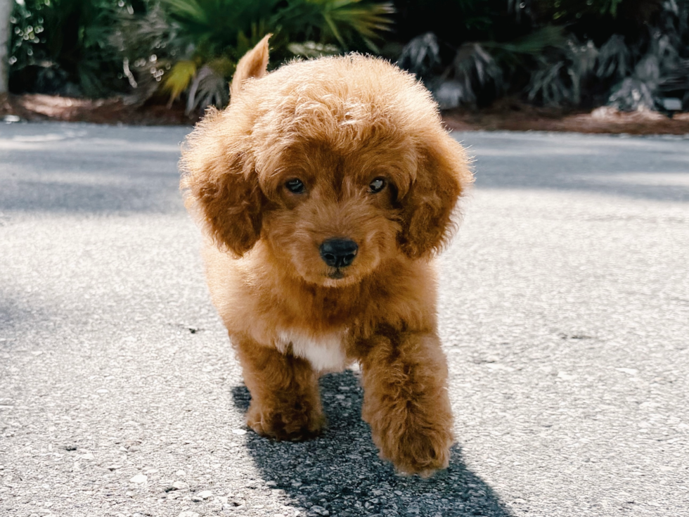 Cute Mini Goldendoodle Poodle Mix Pup