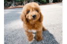 Mini Goldendoodle Puppy for Adoption