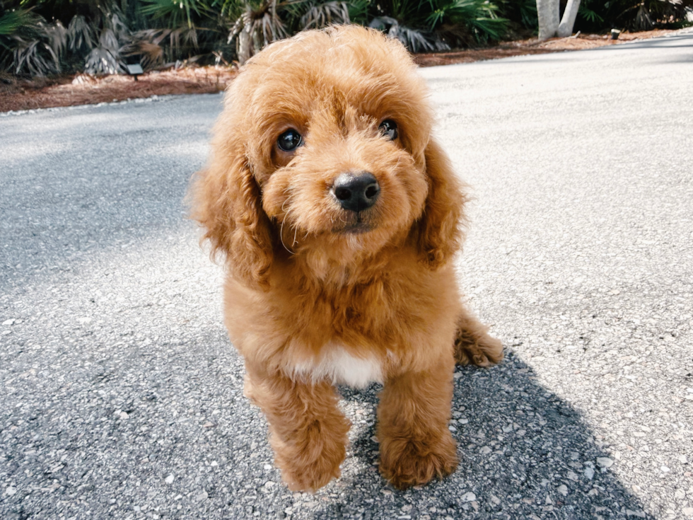 Mini Goldendoodle Puppy for Adoption