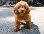 9 week old Mini Goldendoodle Puppy For Sale - Seaside Pups