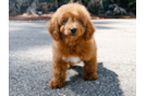Cute Mini Goldiepoo Poodle Mix Puppy