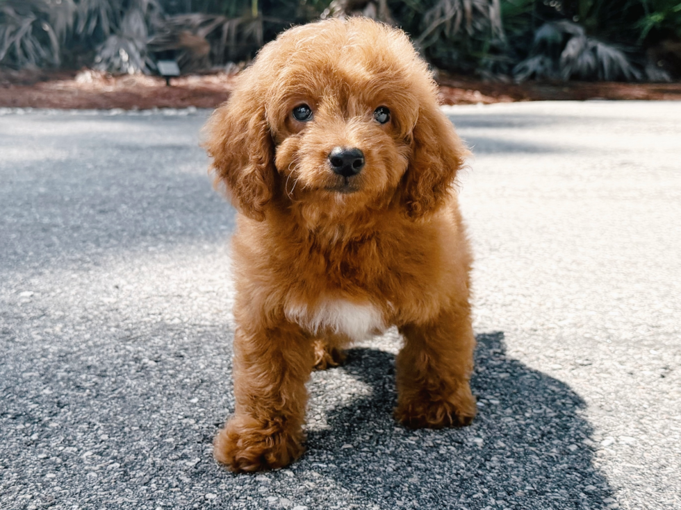 Cute Mini Goldiepoo Poodle Mix Puppy