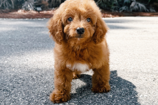 Mini Goldendoodle Puppy for Adoption
