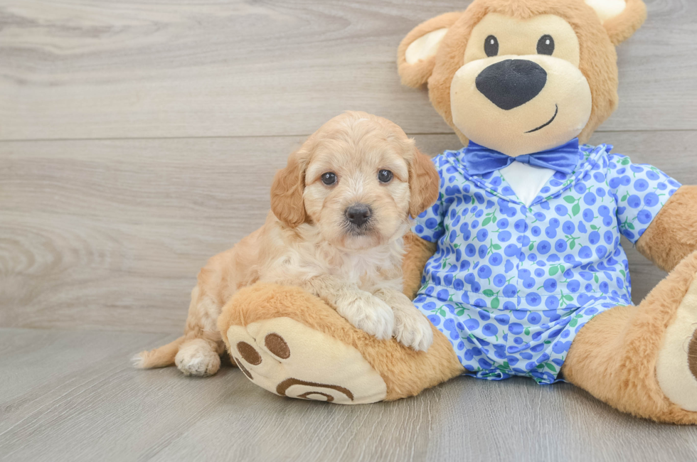 5 week old Mini Goldendoodle Puppy For Sale - Seaside Pups