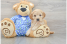 Mini Goldendoodle Puppy for Adoption