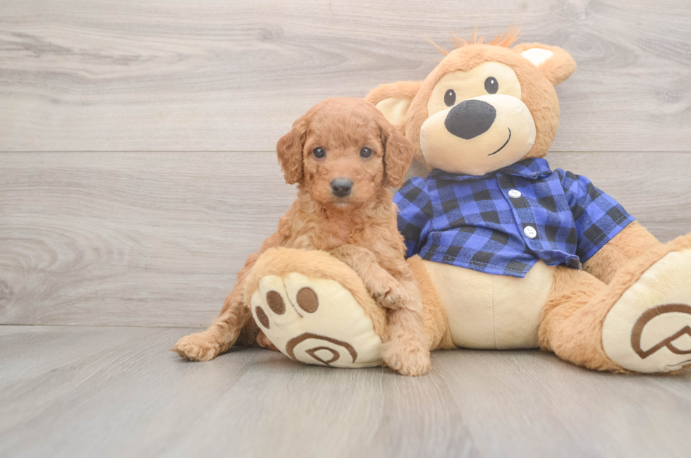 6 week old Mini Goldendoodle Puppy For Sale - Seaside Pups