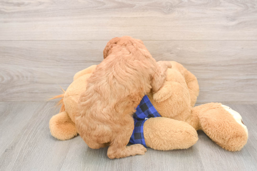 Hypoallergenic Mini Goldiepoo Poodle Mix Puppy