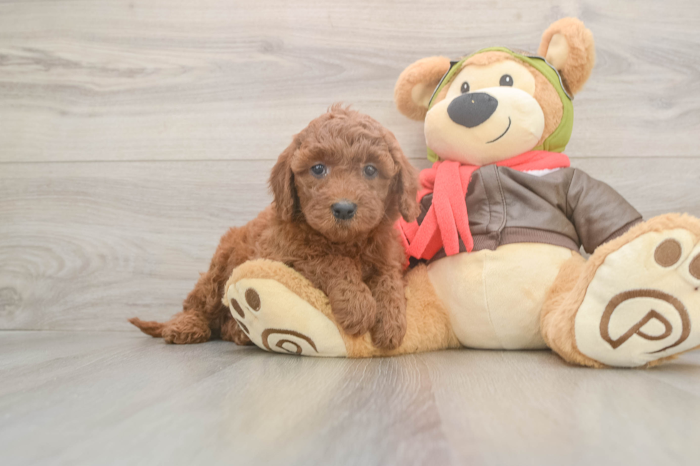 Mini Goldendoodle Pup Being Cute