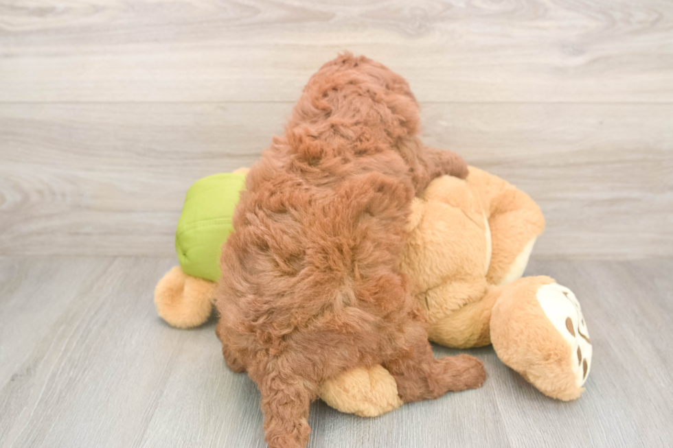 Best Mini Goldendoodle Baby