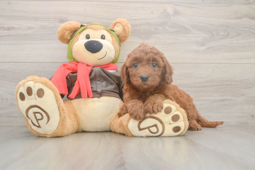 Popular Mini Goldendoodle Poodle Mix Pup