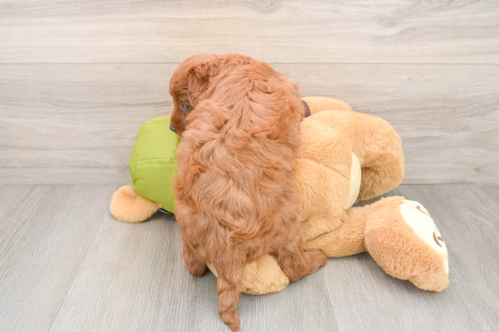 Mini Goldendoodle Pup Being Cute