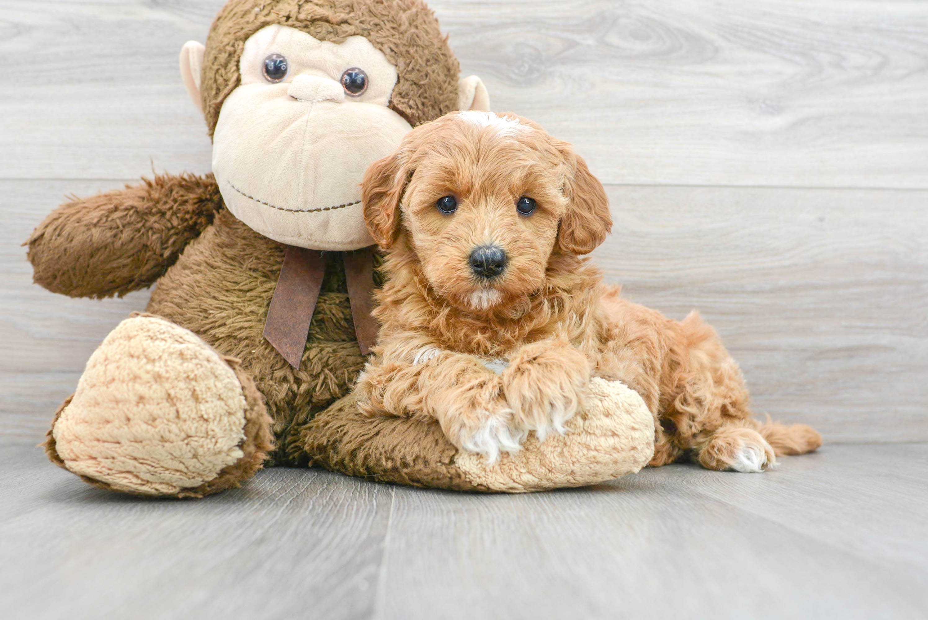 Cute store puppies goldendoodle