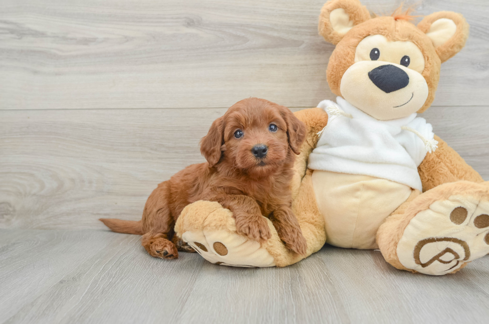 6 week old Mini Goldendoodle Puppy For Sale - Seaside Pups