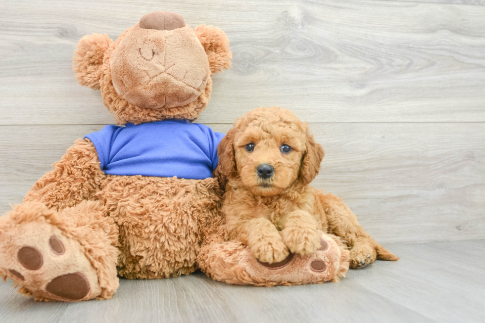 Funny Mini Goldendoodle Poodle Mix Pup