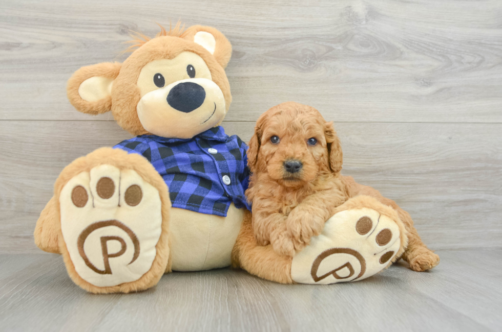 5 week old Mini Goldendoodle Puppy For Sale - Seaside Pups