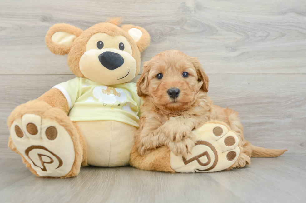 5 week old Mini Goldendoodle Puppy For Sale - Seaside Pups