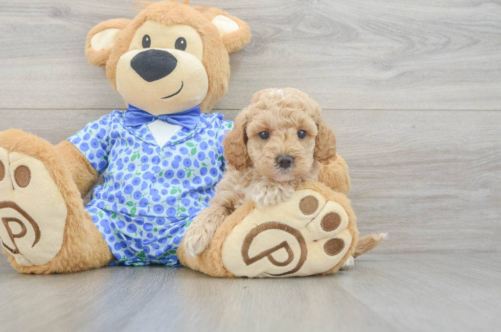 5 week old Mini Goldendoodle Puppy For Sale - Seaside Pups