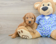8 week old Mini Goldendoodle Puppy For Sale - Seaside Pups