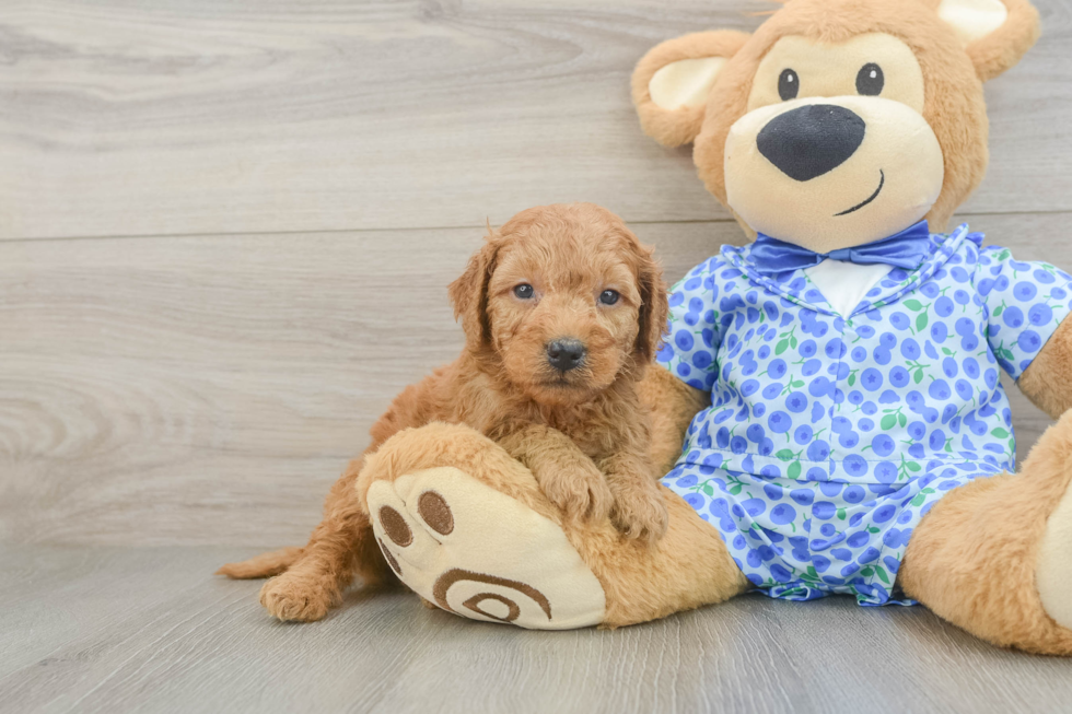 Mini Goldendoodle Puppy for Adoption