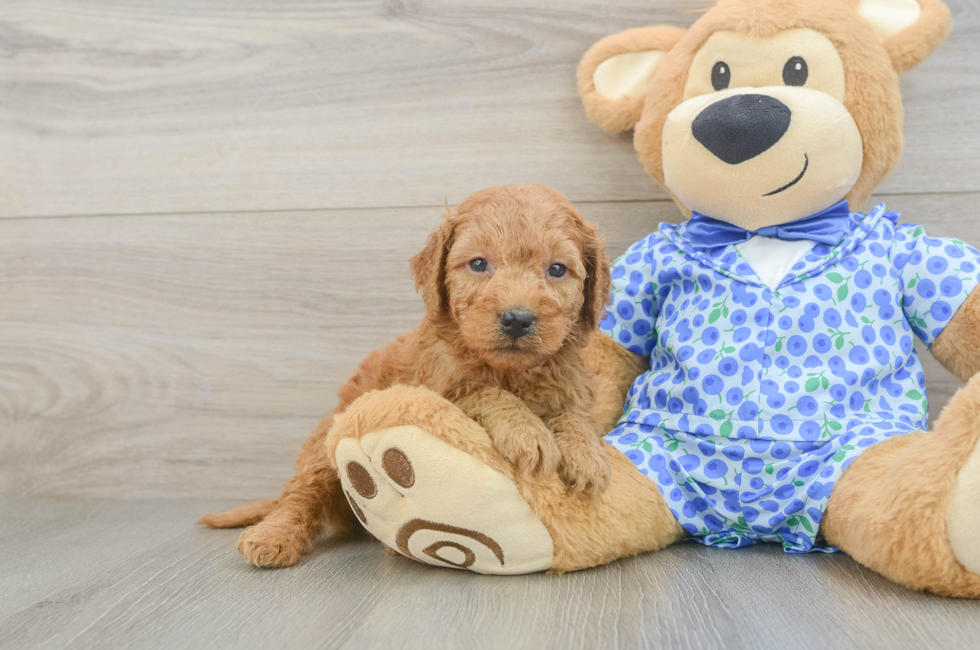 5 week old Mini Goldendoodle Puppy For Sale - Seaside Pups