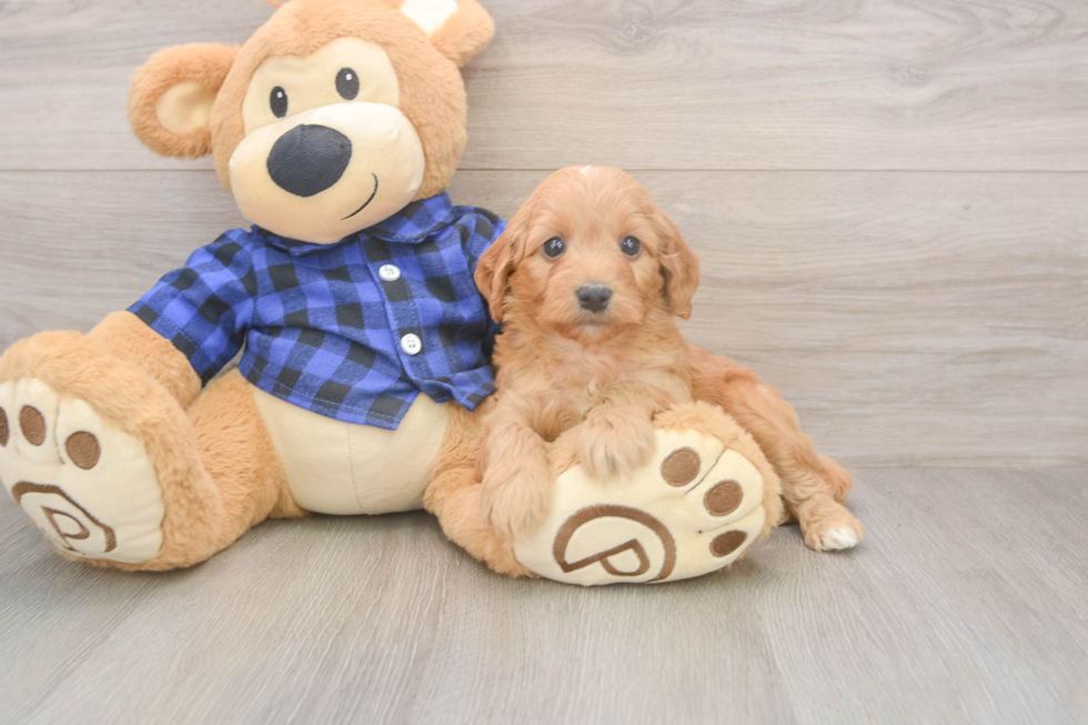 Best Mini Goldendoodle Baby