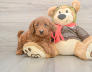 5 week old Mini Goldendoodle Puppy For Sale - Seaside Pups