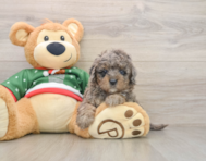 5 week old Mini Goldendoodle Puppy For Sale - Seaside Pups