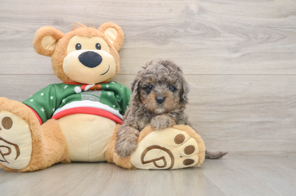 5 week old Mini Goldendoodle Puppy For Sale - Seaside Pups