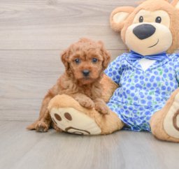 7 week old Mini Goldendoodle Puppy For Sale - Seaside Pups
