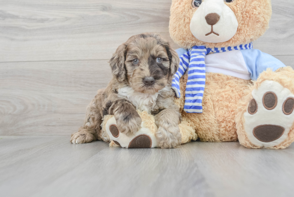 Mini Goldendoodle Pup Being Cute