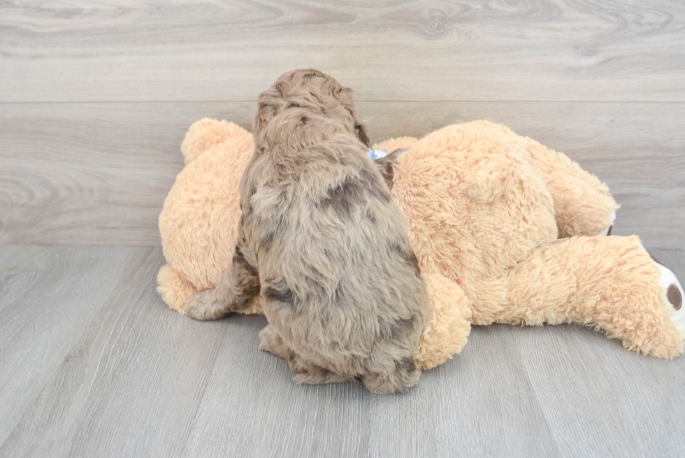 Mini Goldendoodle Pup Being Cute
