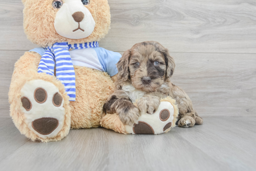 Best Mini Goldendoodle Baby