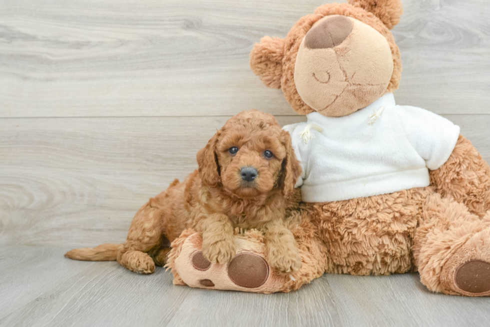Little Mini Goldenpoo Poodle Mix Puppy