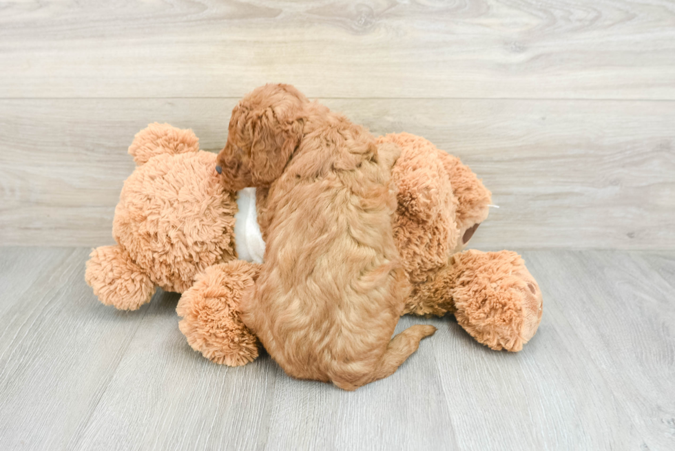 Mini Goldendoodle Puppy for Adoption