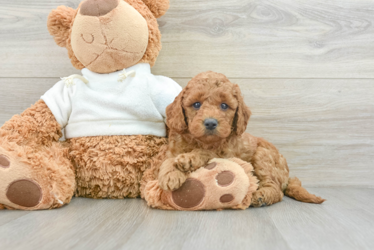 Mini Goldendoodle Puppy for Adoption