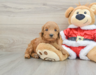 6 week old Mini Goldendoodle Puppy For Sale - Seaside Pups