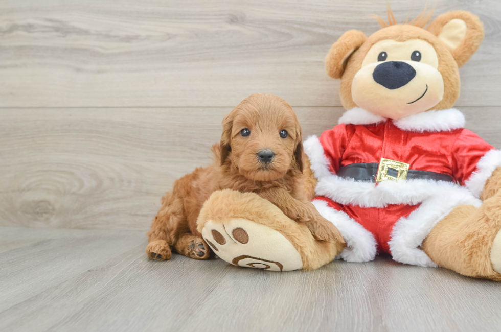 6 week old Mini Goldendoodle Puppy For Sale - Seaside Pups