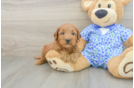Petite Mini Goldendoodle Poodle Mix Pup