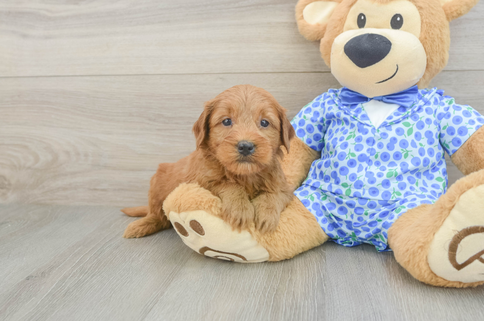 5 week old Mini Goldendoodle Puppy For Sale - Seaside Pups