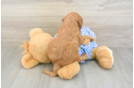 Mini Goldendoodle Puppy for Adoption